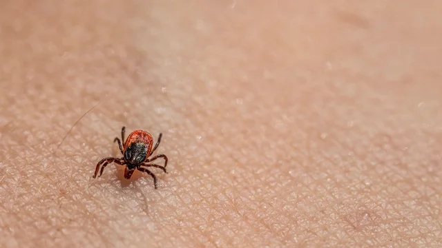 Krpelj na koži u makro fotografiji